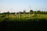 2013_gs_selection_0067